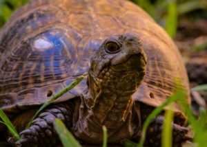 “Watch the turtle. He only moves forward by sticking his neck out ...